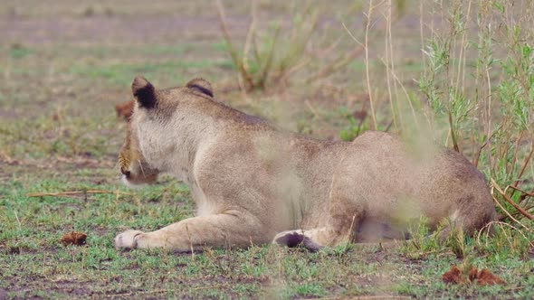 Lioness laying in the arid landscape, calls out with a bellow. Telephoto shot. alt