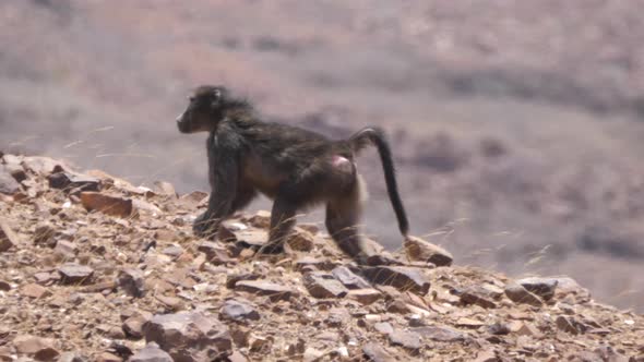 Baboon walks on a rocky and dry savanna  alt