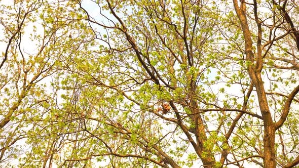 Branches of the Trees in Spring 2 alt