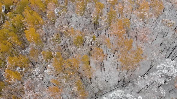Aerial View of Autumn Forest Trees While Snowing
