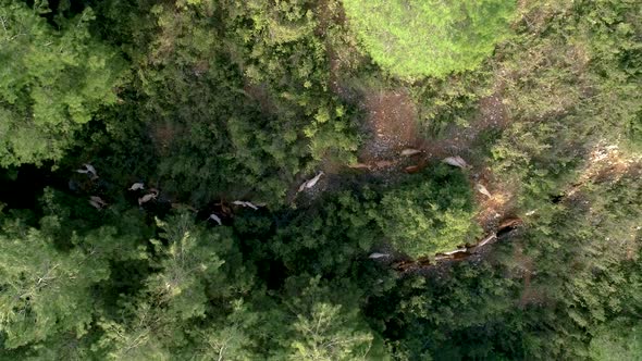 Herd of Sheep and Goats alt