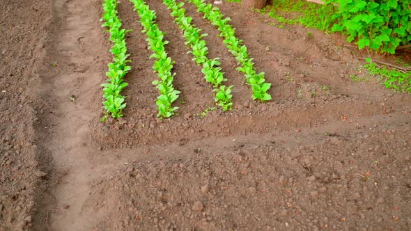 The Camera Zooms in on a Green Saturated Garden Bed with a Growing Radish in the Sunset Light alt