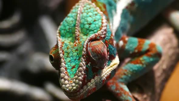 Chameleon wiggles his eyes in slow motion close-up. Reptile pattern.