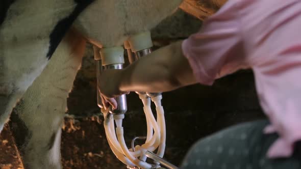 Milking machine in cowshed closeup