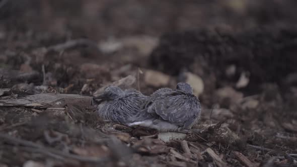 Two Scared Mourning Dove Chicks Sit and Shuffle on the Ground alt