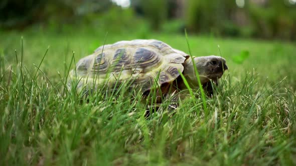 Turtle Feeding on Grass