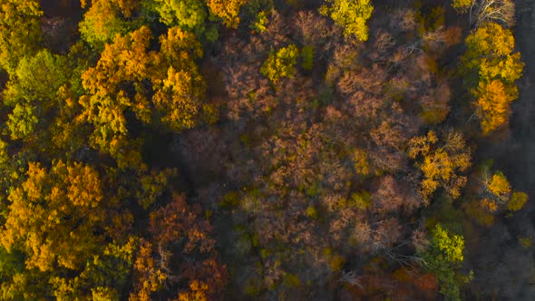 Aerial Top View of Autumn Trees in Forest.