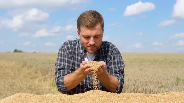 Closeup Detail Shot of Farmer Unloading Wheat Grains By Hand alt