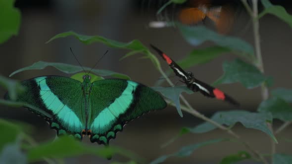 A flutter of butterflies alt