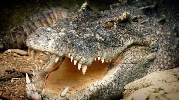 Crocodile Breathing With Mouth Open, Stock Footage | VideoHive