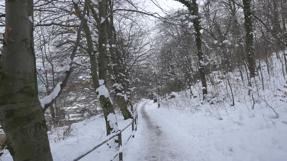 Alley in a forest during winter alt
