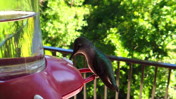 In a backyard in the suburbs, A tiny humming bird with green feathers sits at a bird feeder in slow- alt