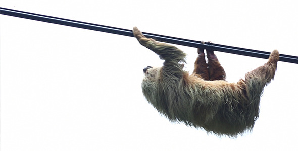 Sloth Climbing