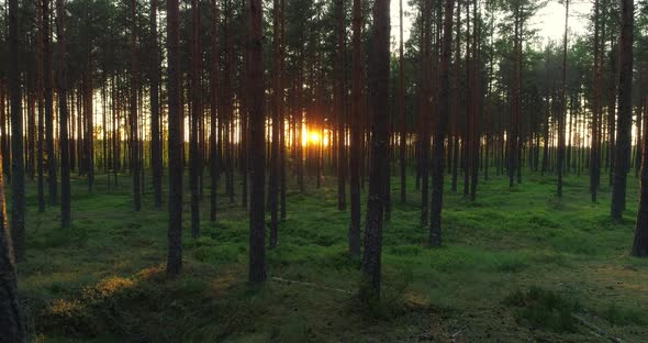 Forest at Sunset Sun Shining Between Pine Tree Trunks During Golden Hour alt