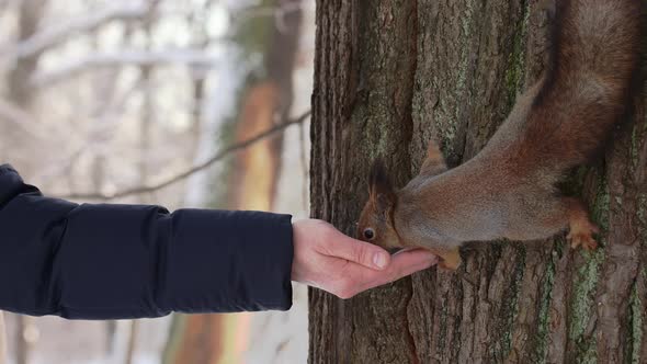 Curious Squirrel Sits on Tree and Eats Nuts From Hand in Winter Snowy Park