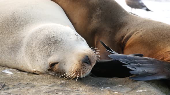 Cute Baby Cub, Sweet Sea Lion Pup and Mother. Funny Lazy Seals, Ocean Beach Wildlife, La Jolla, San alt