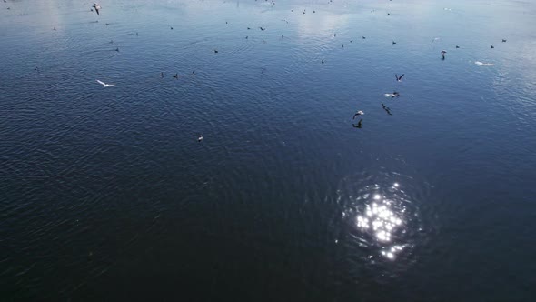 Big flock of seagulls nesting on rocky island, flying over the river or the sea.