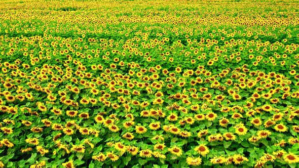 Sunflower blooming field in summer, Poland, aerial view alt