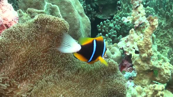 Clark's Anemonefish (Amphiprion clarkii) close up in sea anemone on coral reef alt