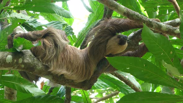 Three-toed Sloth Climbing up a Tree in the Rainforest