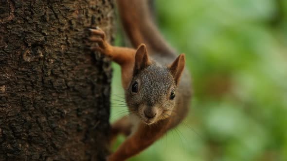 Slow Motion of a Curious Red Squirrel on a Tree Trunk