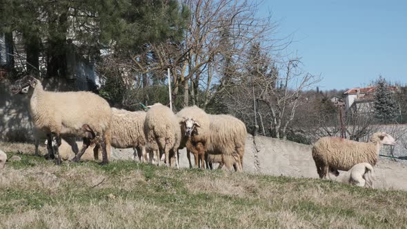 Flock of Sheep and Baby Lamb alt
