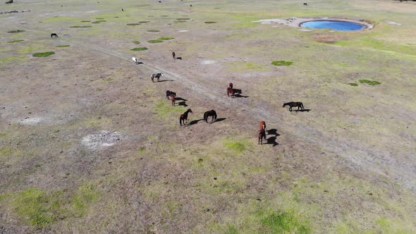 Aerial View of Grassland with Horses