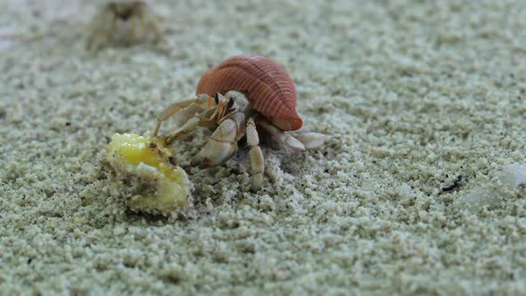 Hermit Crabs Feeding