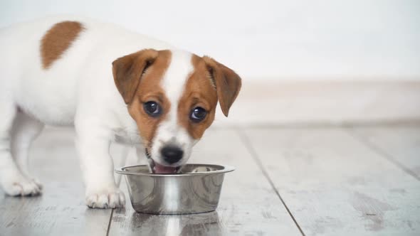 Little Puppy Eating Food From Bowl alt
