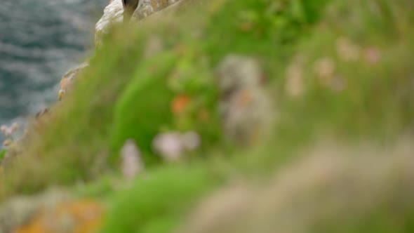 A slow tilting shot reveals pair of razorbills seabirds (Alca torda) sitting on a cliff edge covered alt