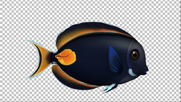 Cartoon Tang Fish Version 02