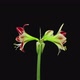Time-lapse of opening red and white Ambiance amaryllis - VideoHive Item for Sale
