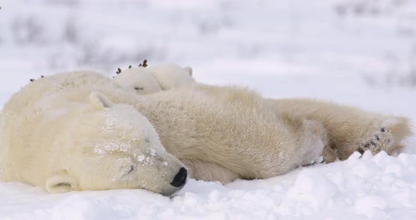 Medium shot of a Polar Bear sow and cubs sleeping. Entire family is sleeping peacefully. alt