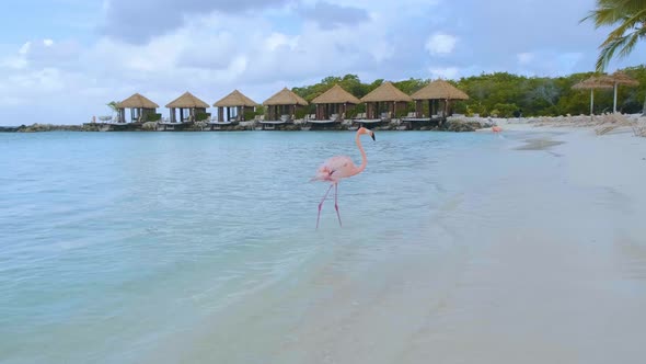 Aruba Beach with Pink Flamingos at the Beach Flamingo at the Beach in Aruba Island Caribbean alt