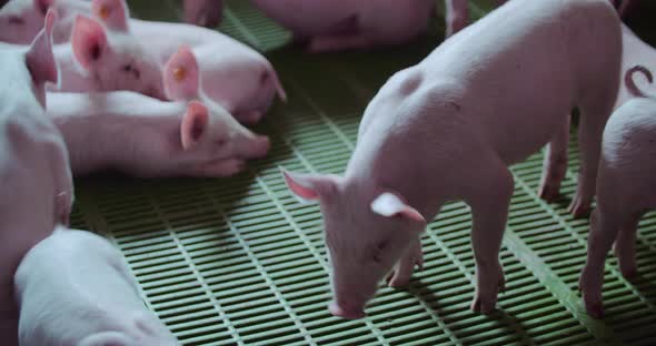 Pigs at Livestock Farm Pork Production Piglet Breeding alt