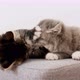Cute Grey Kittens Play Having Fun - VideoHive Item for Sale