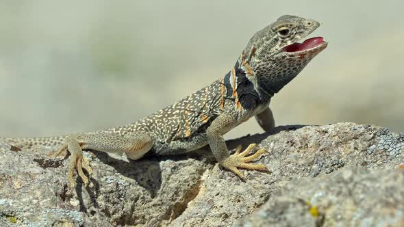 Great Basin Collared Lizard basking in the sun alt