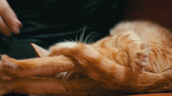 Woman Stroking a Red Cat Lying on the Couch alt