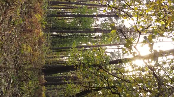 Vertical Video Autumn Forest with Trees in Ukraine Slow Motion alt