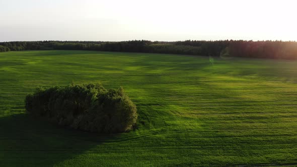 Aerial Shot, Flight Near Green Trees in the Country Side Green Field on the Background, Belarus