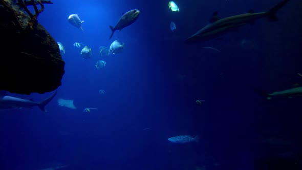 Different fish of different sizes swim in the aquarium