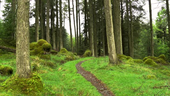 Panning Through a Forest