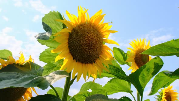 Sunflower Blooming in the Field on Sky Background in Summer Day CloseUp alt