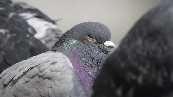 Macro close up of tired dove with closed orange eyes resting outdoors in nature during sunny day wit alt