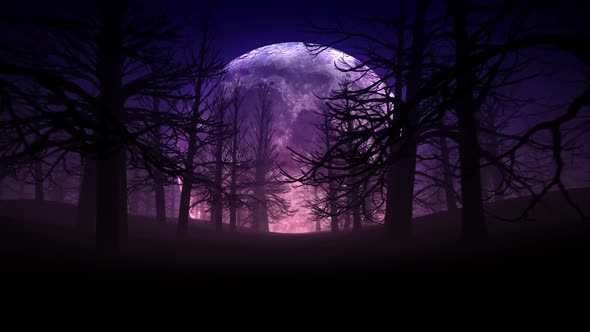 Full Moon Night In Forest Halloween Background 01 HD