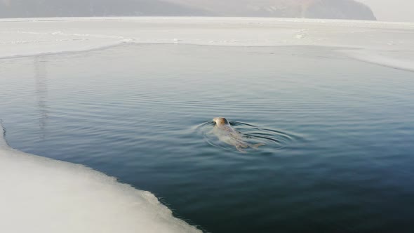 The Far Eastern Seal Emerges From Under the Water Into the Hole in the Winter alt