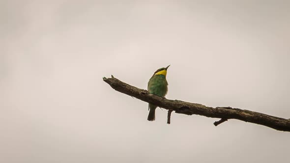 a small bird sits on a branch