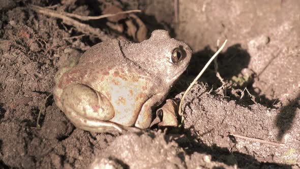 Gray Toad, Sitting Motionless on the Ground