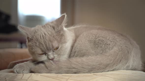 Thoroughbred Gray Domestic Cat Washes and Licks on a High Chair in the Apartment alt