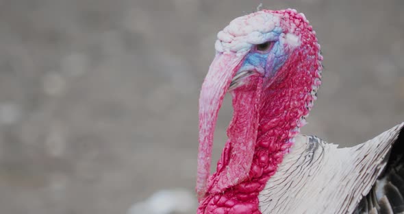 Close Up Portrait of Male Turkey alt
